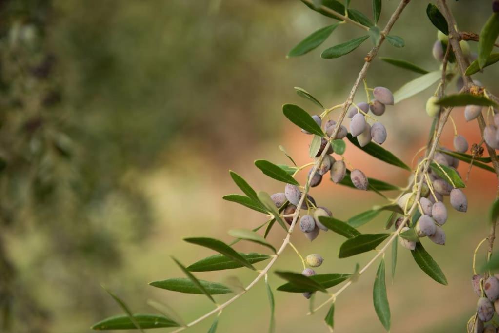Όμορφο Παραθασυγκρότημα Ενοικιαζόμενων Καταλυμάτων Ως Ολόκληρος Χώρος - Chrani, Ελλάδαλάσσιο Διαμέρισμα Екстер'єр фото